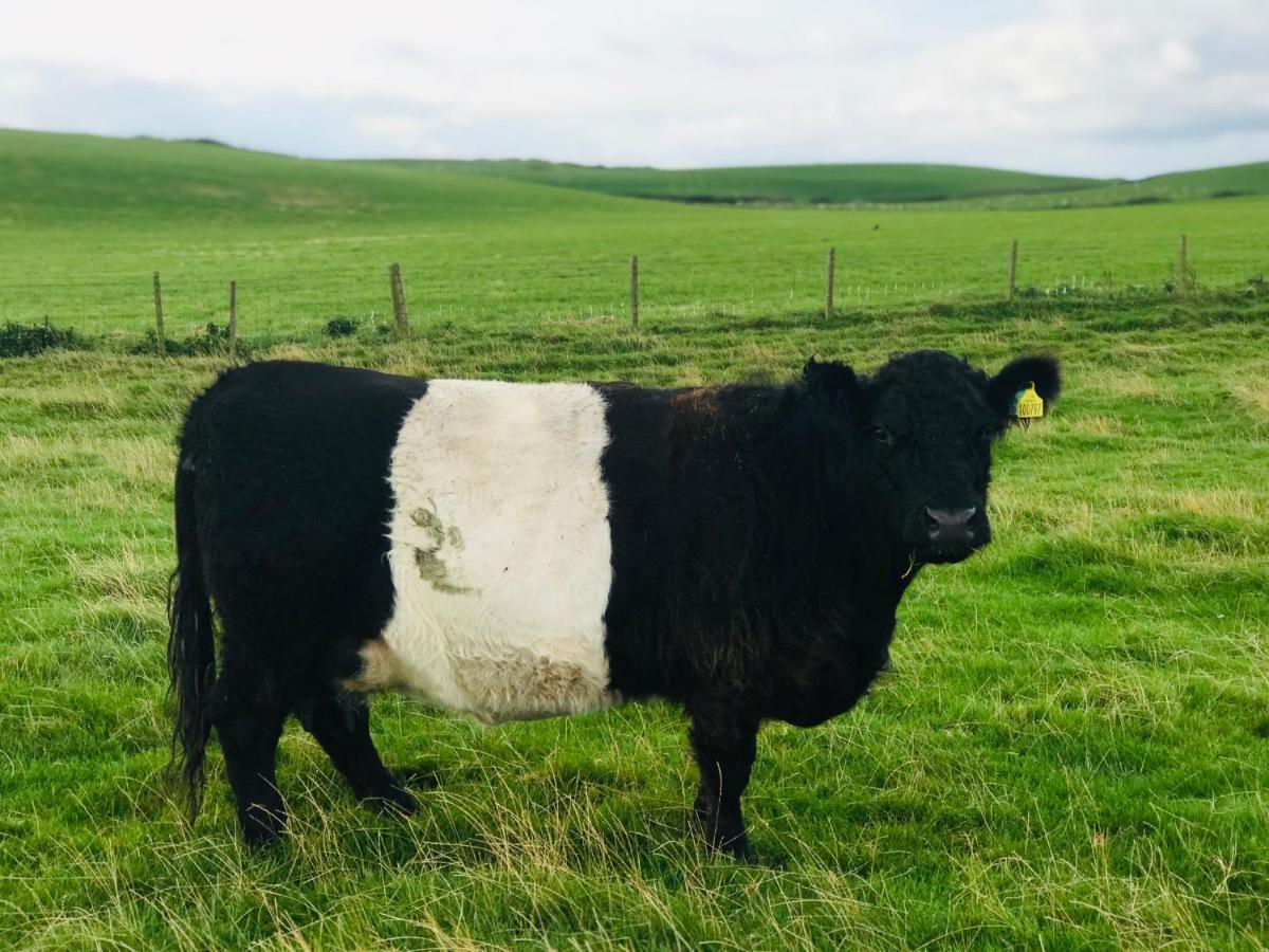 Bunnahabhain 5 - Farm Stay - Stunning Sea And Rural Views Stranraer Eksteriør bilde